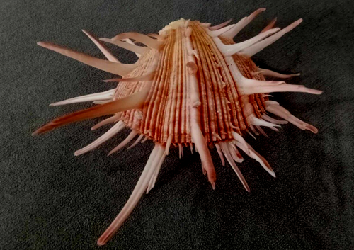 Spondylus Regius 158 mm F+++ more than 6 inches SPECIAL multiple spines - Picture 2 of 12