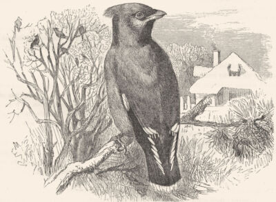 FLIEGENFÄNGER. Seidenschwanz, Böhmischer Schwatterer, Wachsflügel um 1870 alter antiker Druck