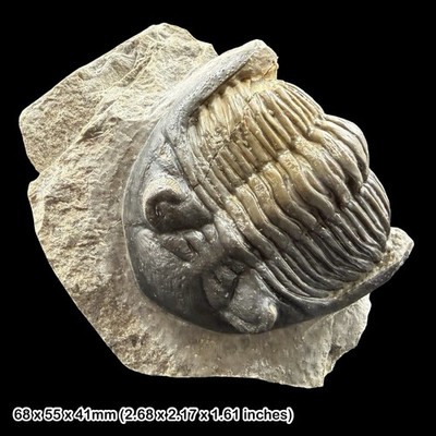 Hollardops mesocristata Trilobit Fossil A Grade Devon Marokko Präparat