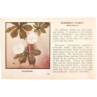 Mandrake Barberry Wild Flower 1932 Antique Color Plate Print Irving Lawson E86A