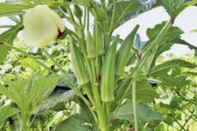 1000+ Organic Green Okra Seeds Hat giong Dau bap xanh | eBay