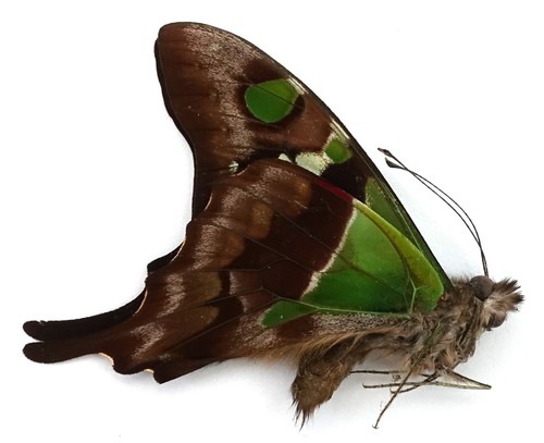 GRAPHIUM WEISKEI MALE FROM ARFAK, IRIAN JAYA
