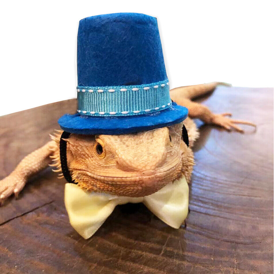 Bearded Dragon Bowtie Hat Lizard Leash with Harness Reptiles Small Pets  Animals