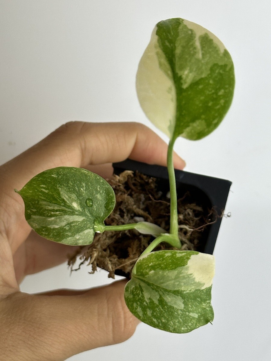 ficus cyathistipula plant 80