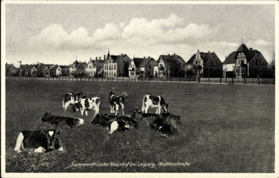 Postcard Naunhof, cows, town view, pasture, Moltkestraße - 11573931