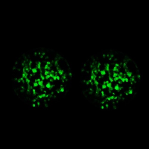 Glow in the Dark Pyrex Glass  Ear Gauges Ear Piercing Jewelry Ear Expander Plugs - Picture 4 of 5