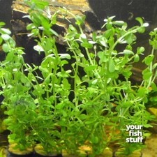 Bacopa monnieri Moneywort Live Aquarium Plants- BUY 1 GET 1 at 50 OFF