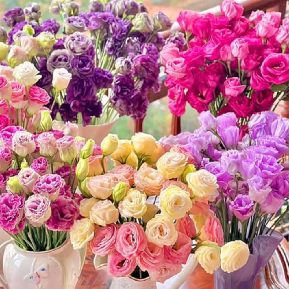 300 pezzi Samen Eustoma, Eustoma Grandiflorum Samen, Mischung Eustoma Samen, Bun