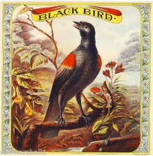 Richmond, Virginia Black Bird Bird Tobacco Tobacciana Crate Label Poster Print