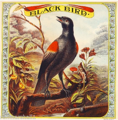 Richmond, Virginia Black Bird Bird Tobacco Tobacciana Crate Label Poster  Print