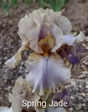 Tall Bearded Iris Rhizome ~ "SPRING JADE" ~ Fresh and Healthy ~ REBLOOMER