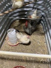 6 Micro Serama Hatching Eggs