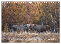 Der Elch - KöNig Der Skandinavischen WäLder (Wandkalender 2026 Din A4 Quer), Cal
