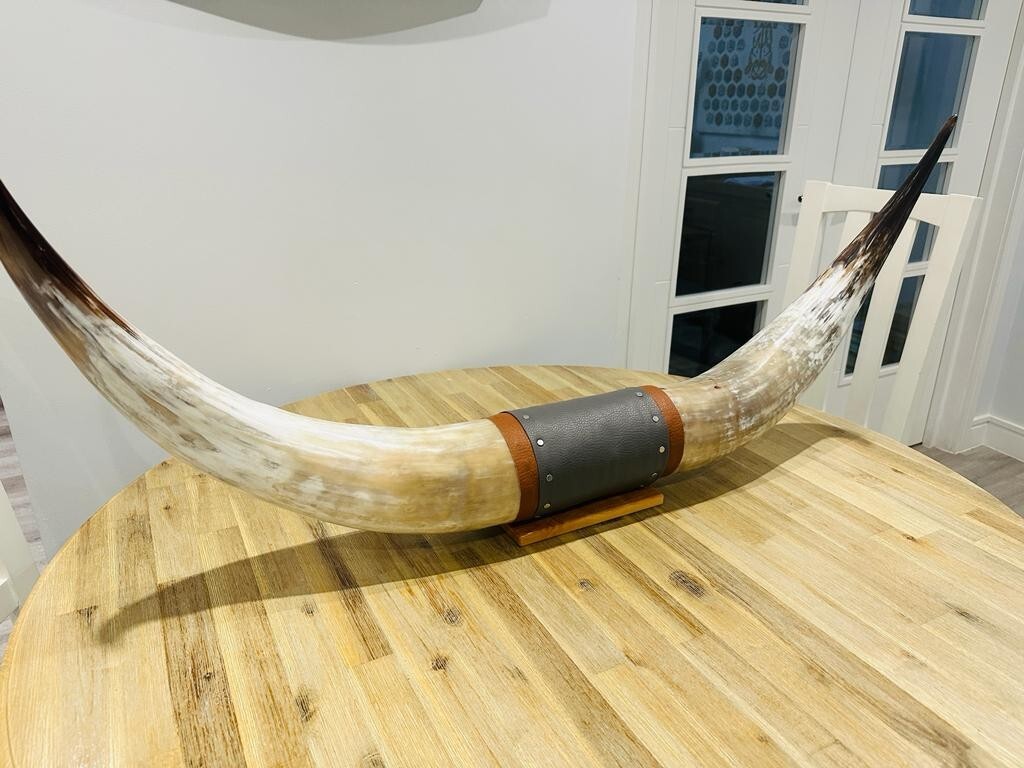 Authentic Real Bull Cow Longhorn Leather Horn Mount Taxidermy 130cm