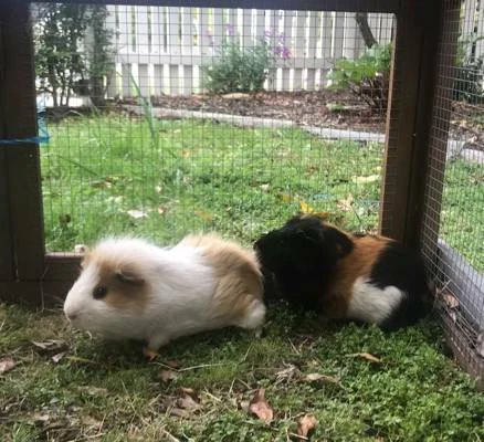 guinea pigs free to good home