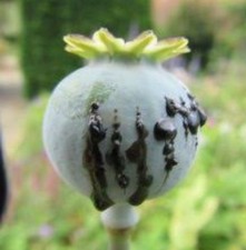 Uk Pharma poppy seeds (P Somniferum) 1.5 gm 5000+ seeds