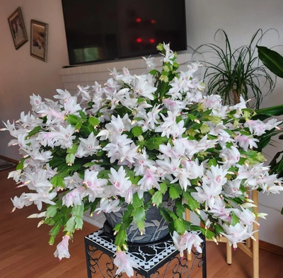 White Christmas Cactus Plant 4-6"Tall Holiday Flower, 2 Small Plants in 3"  Pot | eBay