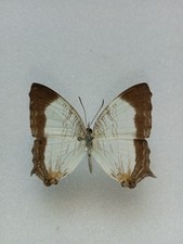 Entomologie Nymphalidae Cyrestis Cassander Philippines Mâle 