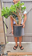 Jade Crassula Ovata Jade Succulent