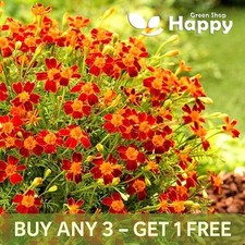 SIGNET MARIGOLD - RED GEM - 450 SEEDS  -