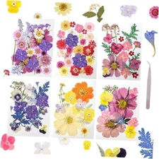 Dried Pressed Flowers Real Pressed Flowers Natural Dry Leaves Bulk Vivid Color