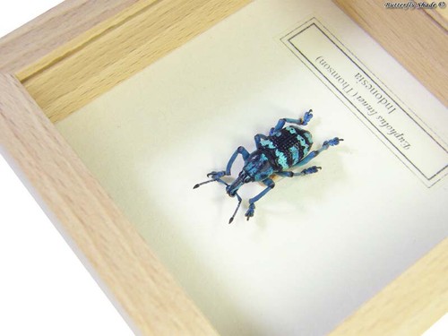 REAL MOUNTED FRAME BEETLE - Eupholus linnei - BEAUTIFUL BLUE WEEVIL GEM - Picture 2 of 3