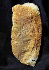 VERY INTERESTING & RARE DEVONIAN FOSSIL PLUMALINA PLUMARIA FROM NEW YORK STATE!