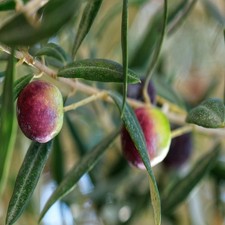PIANTA DI ULIVO FRANTOIO in vaso 20/fitocella - età 2/3 anni (foto reali)