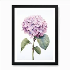 Hydrangeas Flower Vintage Botanical Framed Wall Art Poster Canvas Print Picture