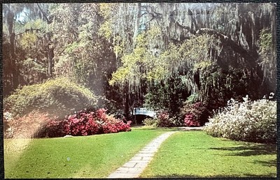 AK  MAGNOLIA GARDENS / CHARLESTON COUNTY S.C.  / USA / 70-ER                97