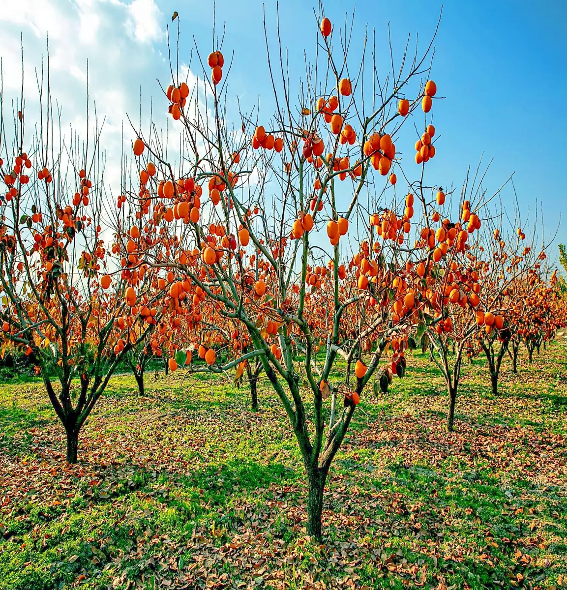 Persimmon tree sales