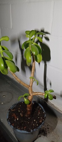 Glücksbaum Dickblatt Geldbaum Crassula Ocata zimmer pflanze Ableger 27 cm groß - Bild 4 von 12