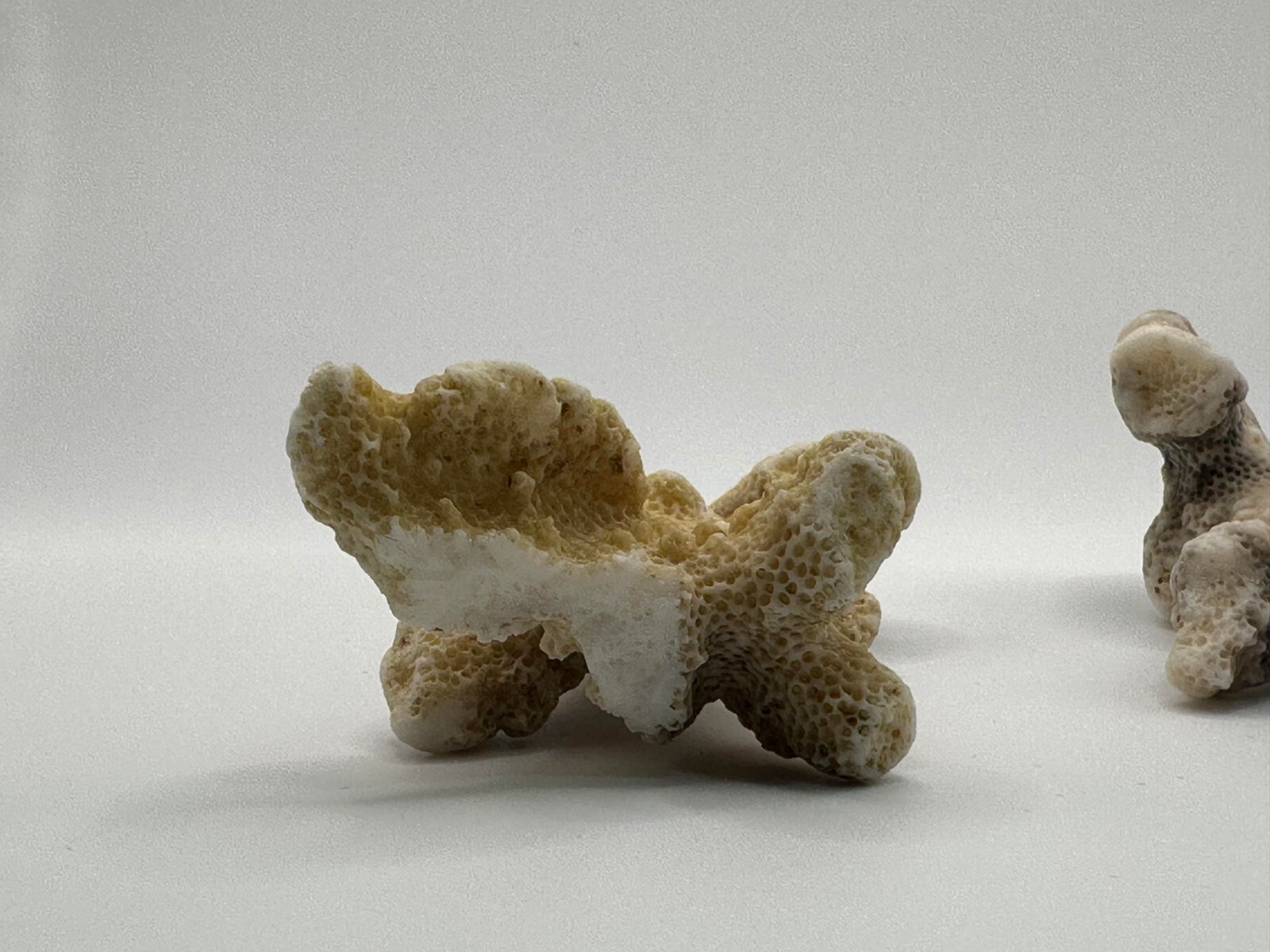 Pure Unique Natural Dead Sea Stones Coral Reef Fossils Four Small Rocks