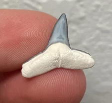 Lemon Shark Tooth Fossil Bone Valley Florida