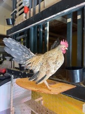 OEGB Bantams Hatching Eggs 4+ 1