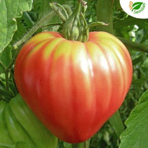 Tomate Corazón De Buey 100 Semillas Seeds Corazon Ebay