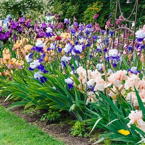 15 Iris Fresh Bearded Iris Rhizomes Mixed Varieties