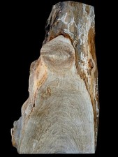 XL MIND BLOWING SPALTED BLISTER Maple Burlwood SLAB, EPOXY Wood, LIVE EDGE MAPLE