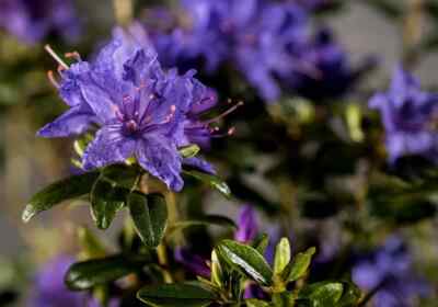 taxus media 'hillii Taxus media 'Hillii'