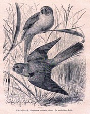 Schönsittich, Neophema pulchella