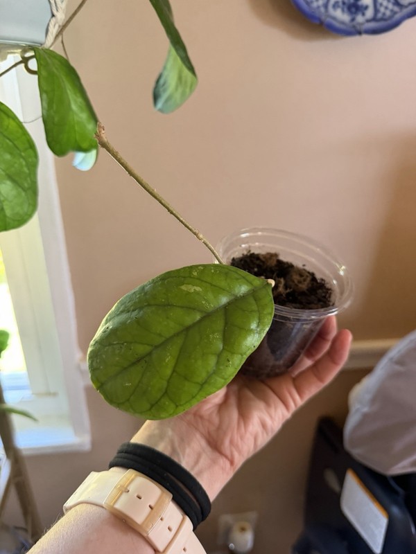 HOYA VIOLA (id #3)