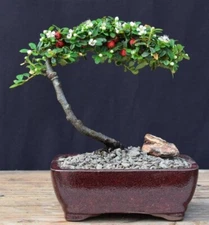 Flowering&Fruiting Evergreen Cotoneaster Bonsai Tree 6"HOutdoor Wall Cotoneaster