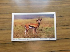 Dandy Gum 1969 Wild Animals H33 Thompson's Gazelle