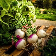 Forage Purple Top Turnips Seed Cover Crop Food Plot Deer Feed Plant 5 LBS. NEW