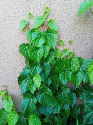 2 Plants 8-12" Potted Paan Piper Betel Betle Herb Vine Spice Medicinal Uses  | eBay