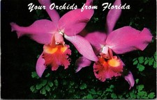 Your Orchids From Florida FL Postcard UNP VTG Koppel Natural Unused Vintage