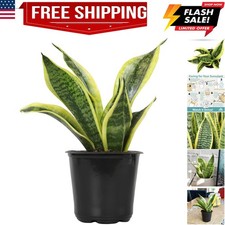 Live Snake Plant, Sansevieria trifasciata Superba, Fully Rooted Indoor House ...