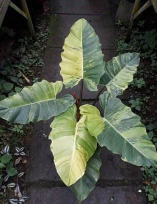 80001461 Philodendron Ichtyoderma Camouflage Plants 5 Samen | eBay.de