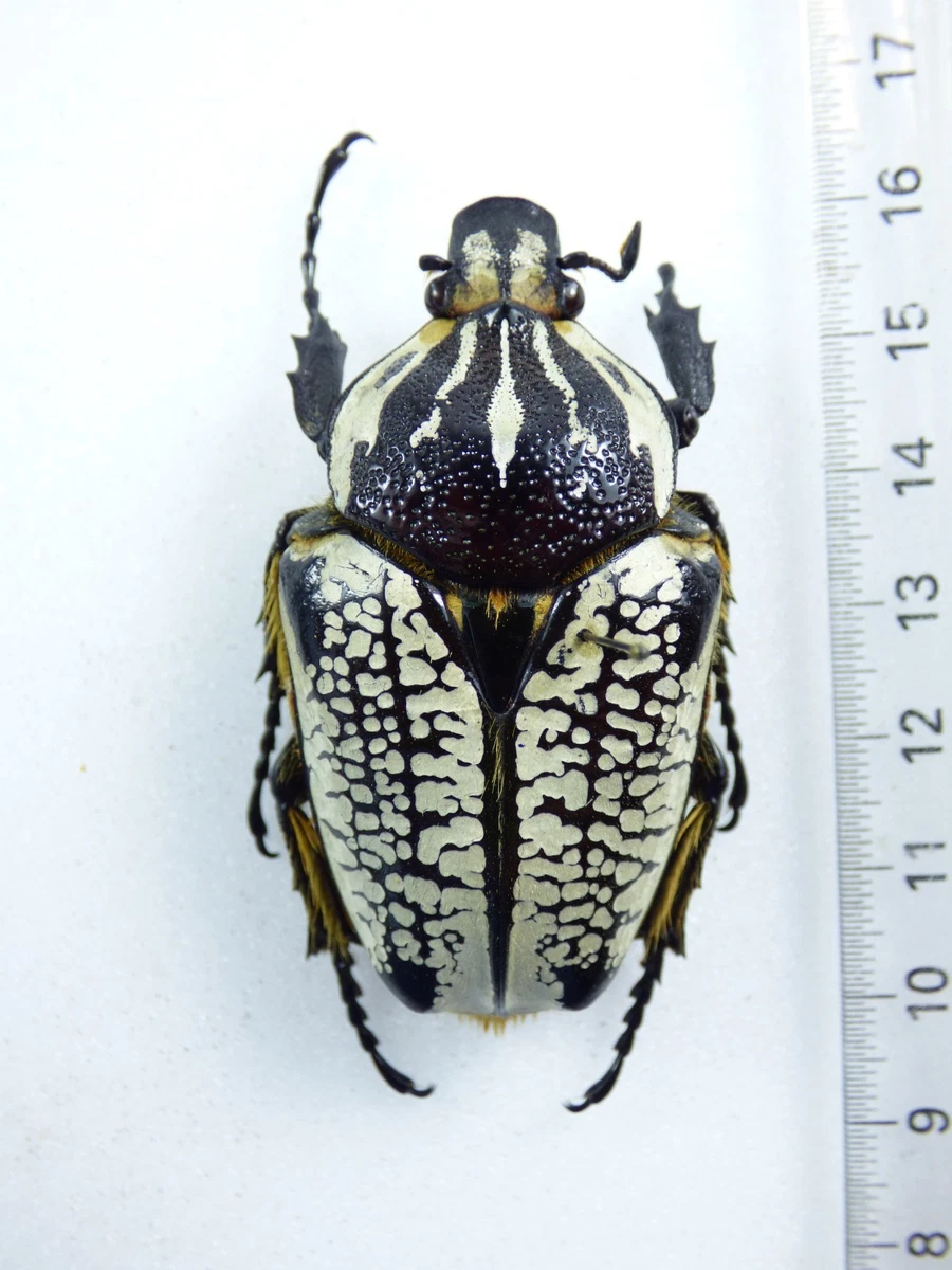 Goliathus Beetle for sale | eBay