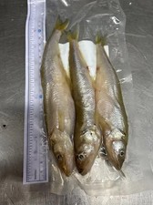xxl Smelt - Frozen Dead Baits for Pike Fishing 2 PACKS